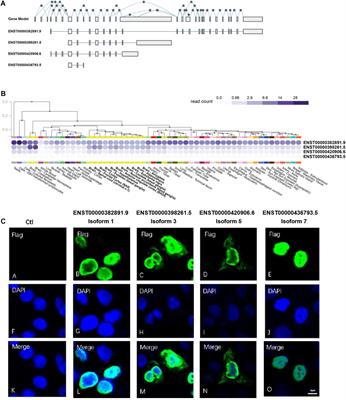 Alternatively Splicing Interactomes Identify Novel <mark class="highlighted">Isoform-Specific</mark> Partners for NSD2